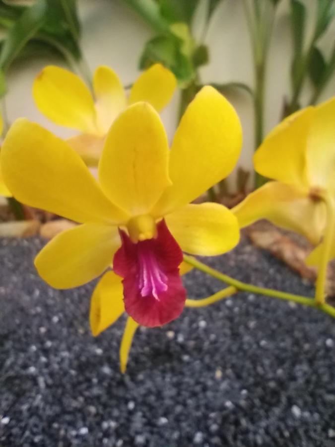 Villa Cattleya Ko Lanta Esterno foto